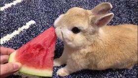 娱乐吃瓜兔子视频